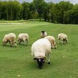 Hermitage Golf Course