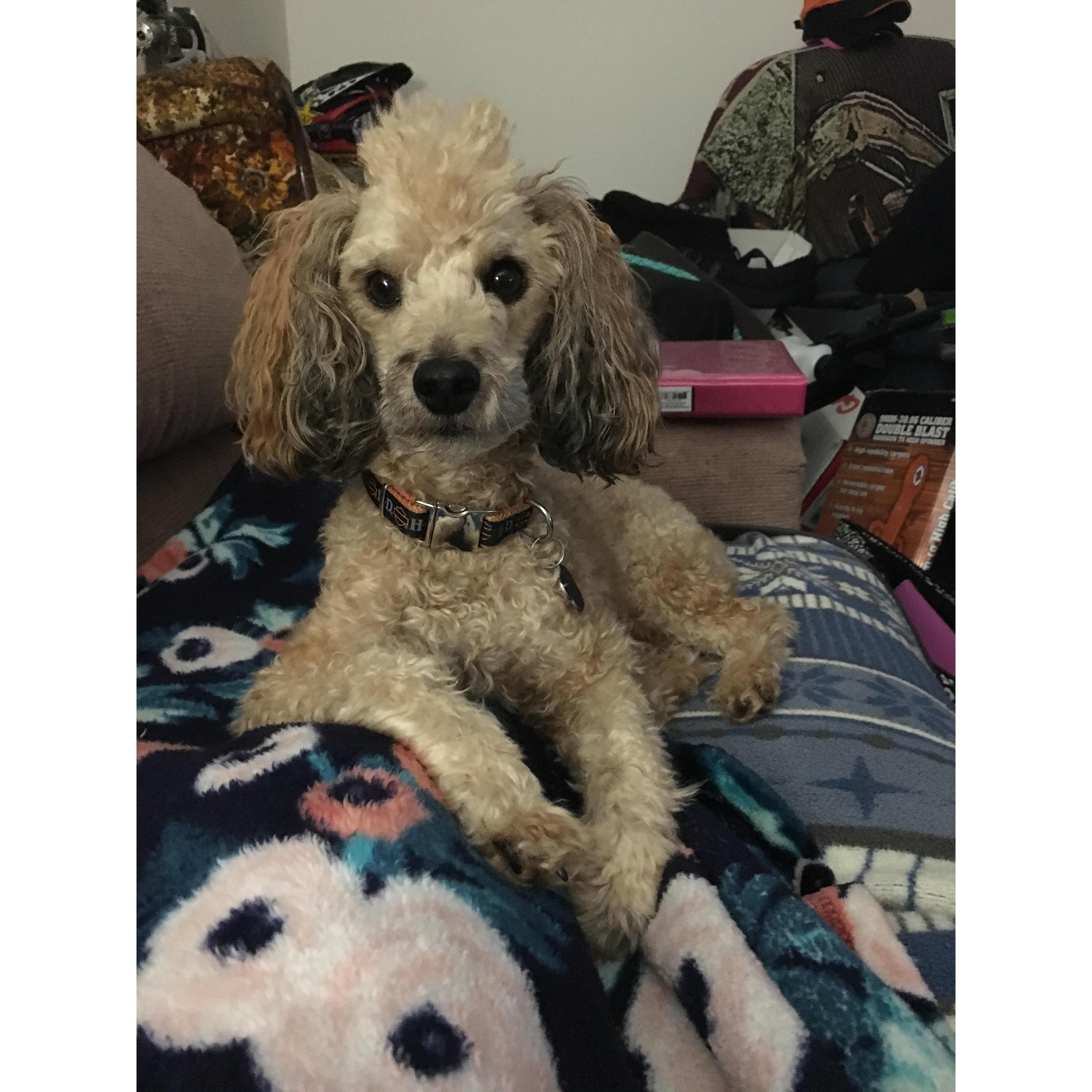 Winchester! ❤️🐩 our baby boy