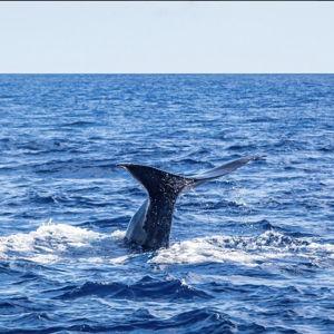 Whale Watching Tour