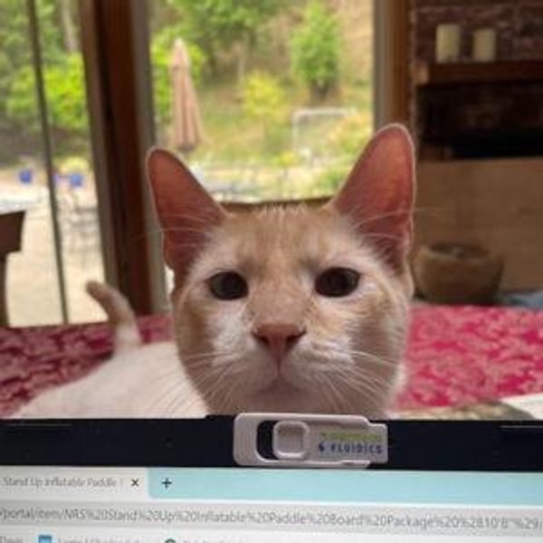 Lifetime supply of cat treats for our first children