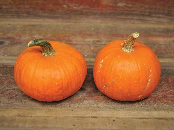 New England Sugar Pie Pumpkin