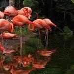 Flamingo Gardens