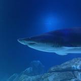 Georgia Aquarium