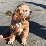 Gooch's Beach