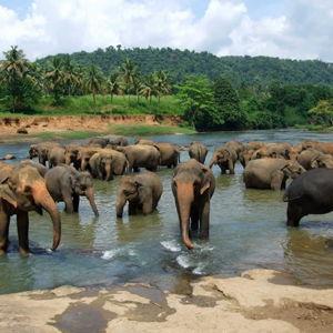 Elephant Sanctuary