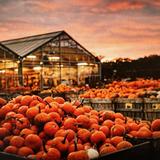 Linvilla Orchards