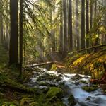 Marymere Falls Trail