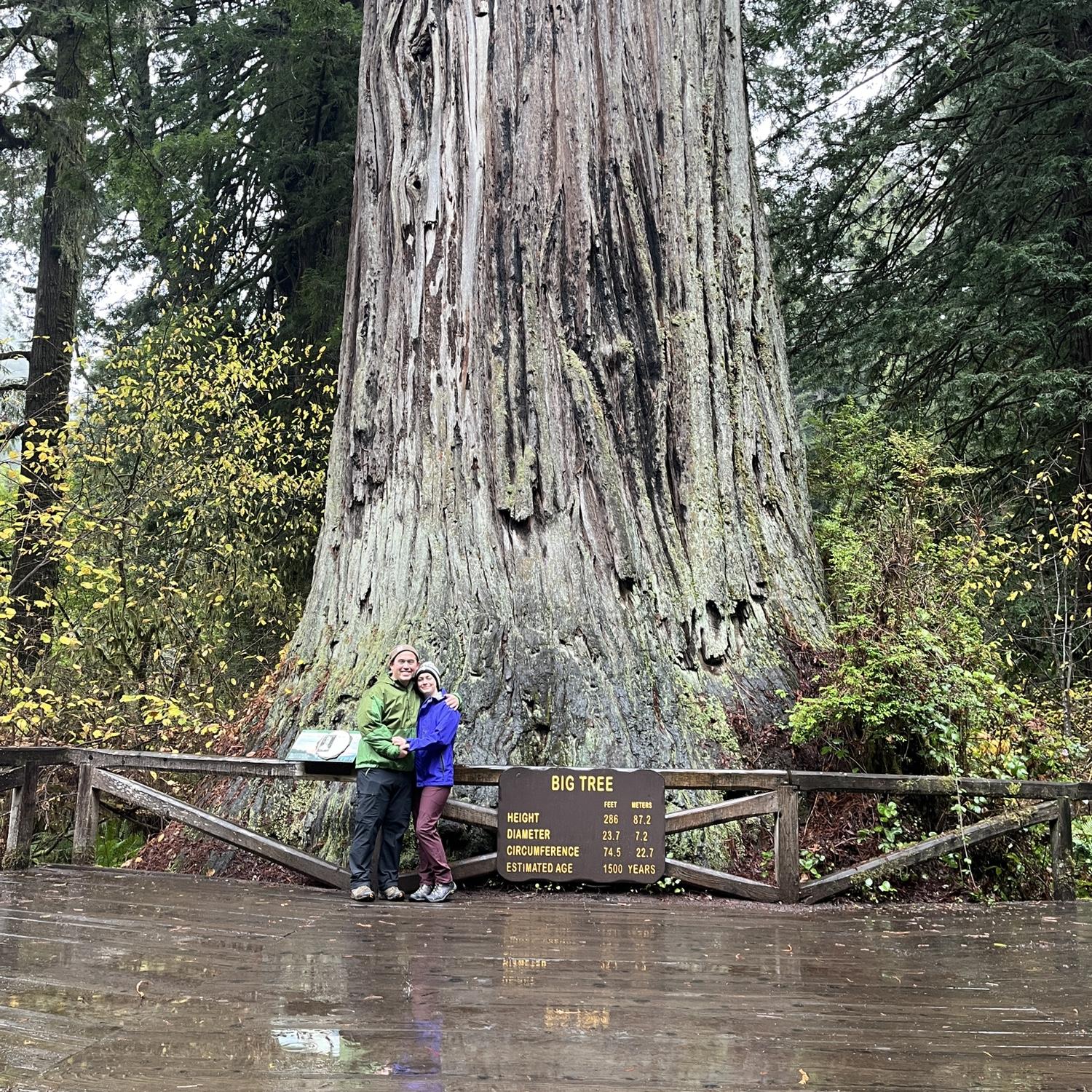 Big Tree in Northern CA