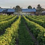 Newport Vineyards