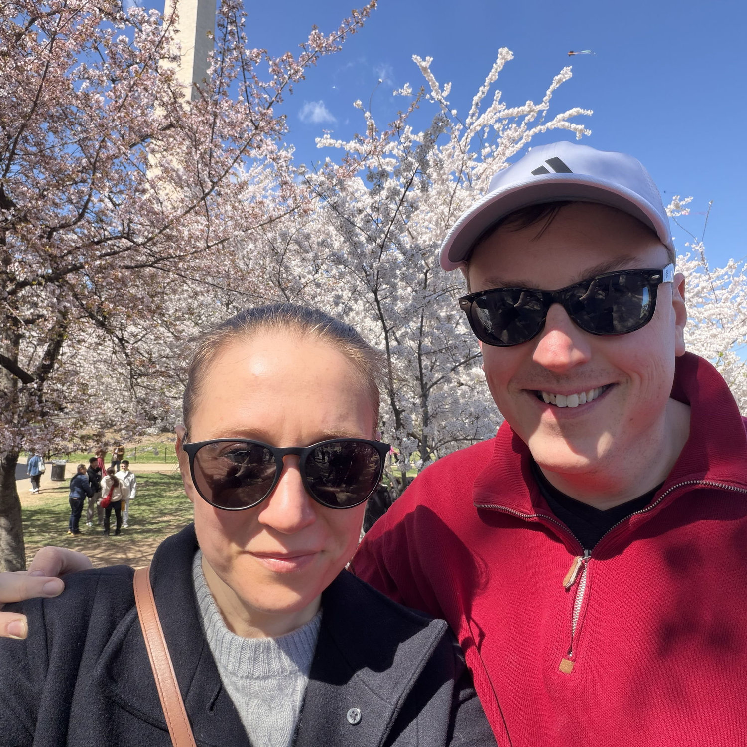 Cherry blossoms