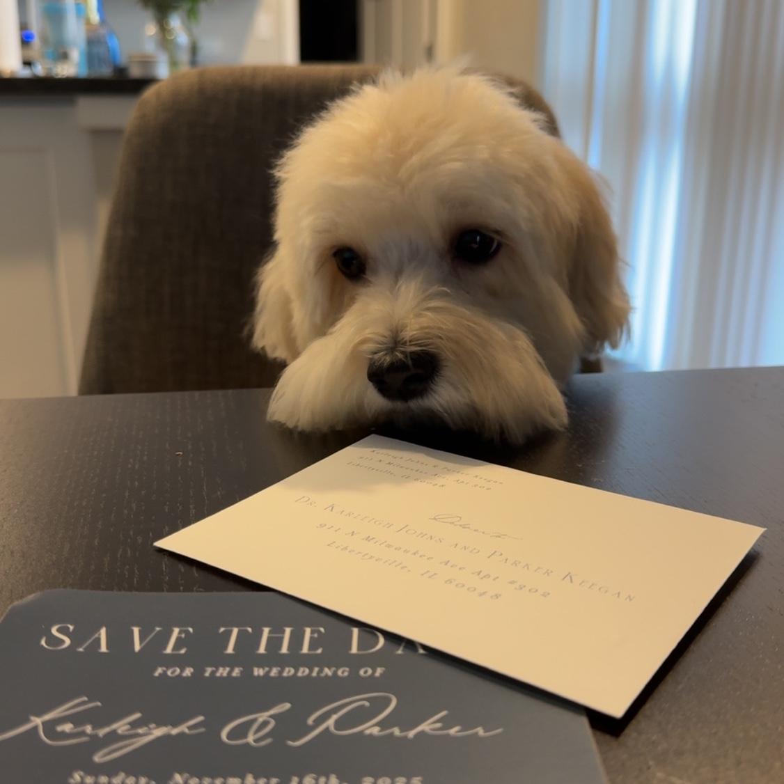 Theo helping with the Save the Dates