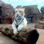 Irvine park/zoo