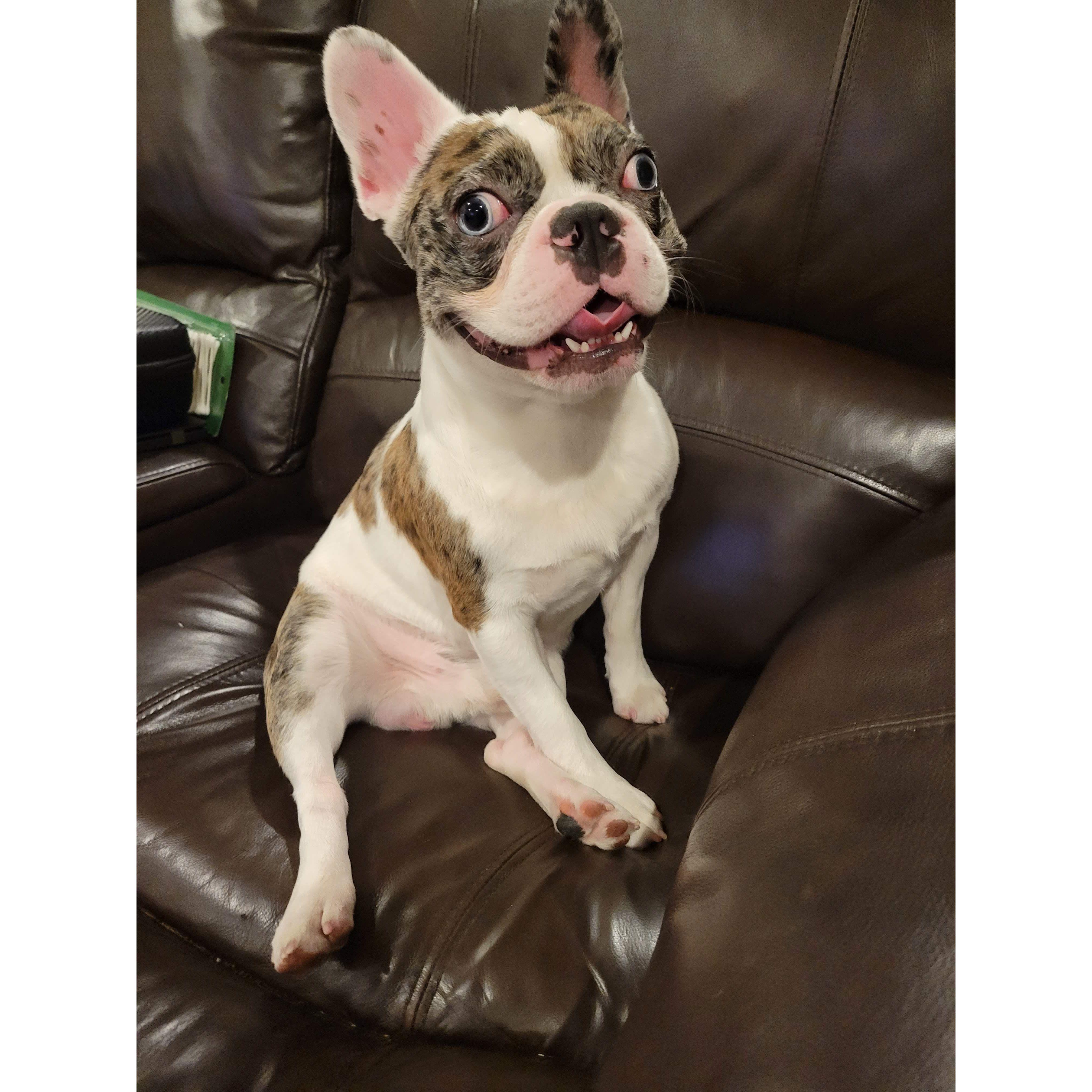 Our part time puppy Beau Patrick! He is Pilar's Uncle's dog but he is such a big part of our lives!