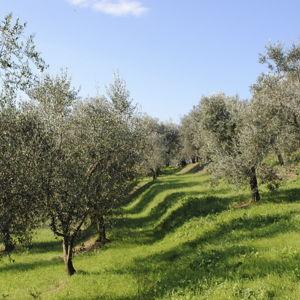 Olive oil tasting on our honeymoon