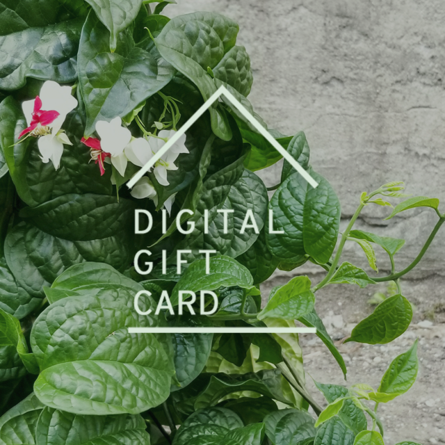 Sprout Home Gift Card - Chicago Plant Shop