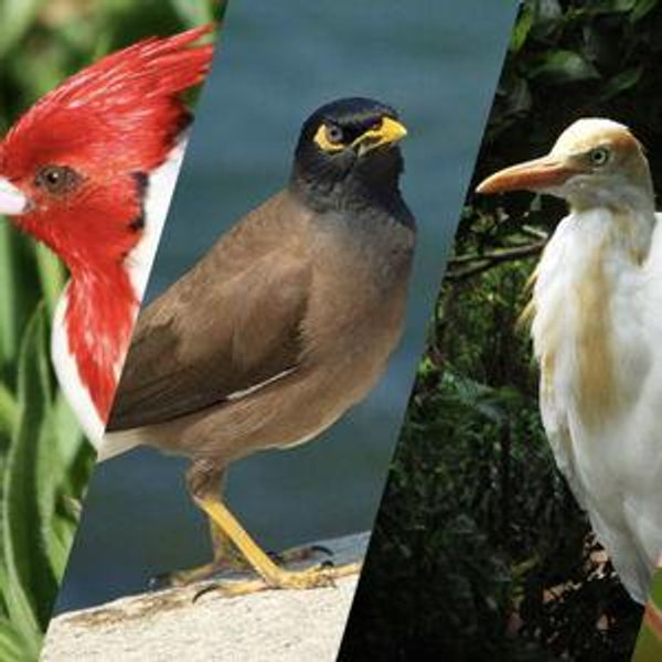 Bird Tour on Maui