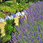 Blooming Hill Lavender Farm