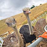 Gilroy Ostrich Farm