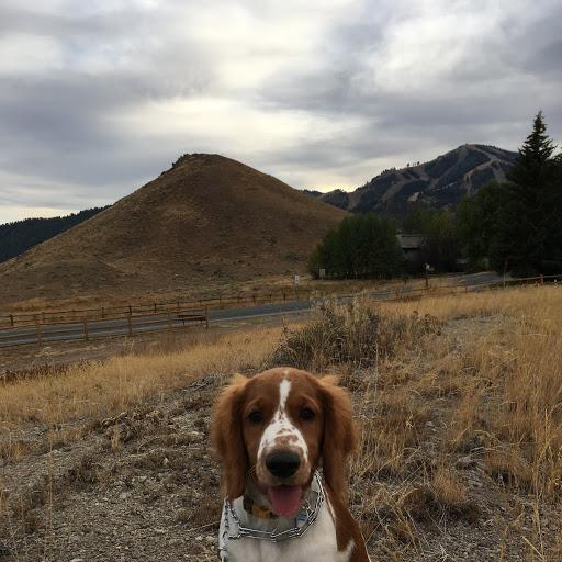 Ron & Courtney (Father and Mother of the Bride)'s dog Penny, sitting in front of her namesake Penny Mountain, a popular sledding hill in town.