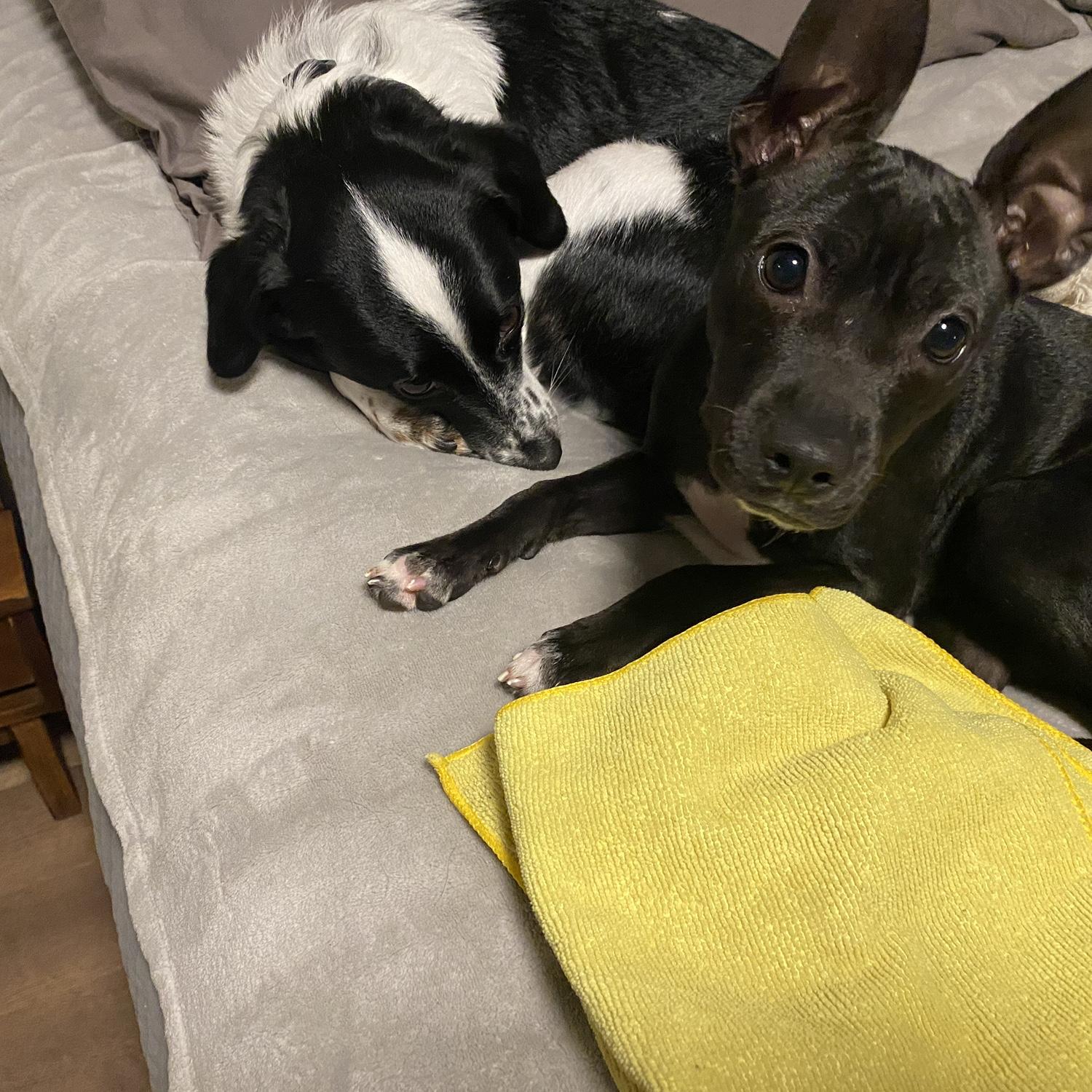 Scout's very first day with Jack, her soon-to-be best friend
