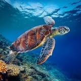 Snorkeling - Turtle Canyon
