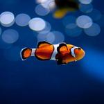 Tennessee Aquarium