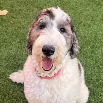 Marley Treats Toys and Food Fund