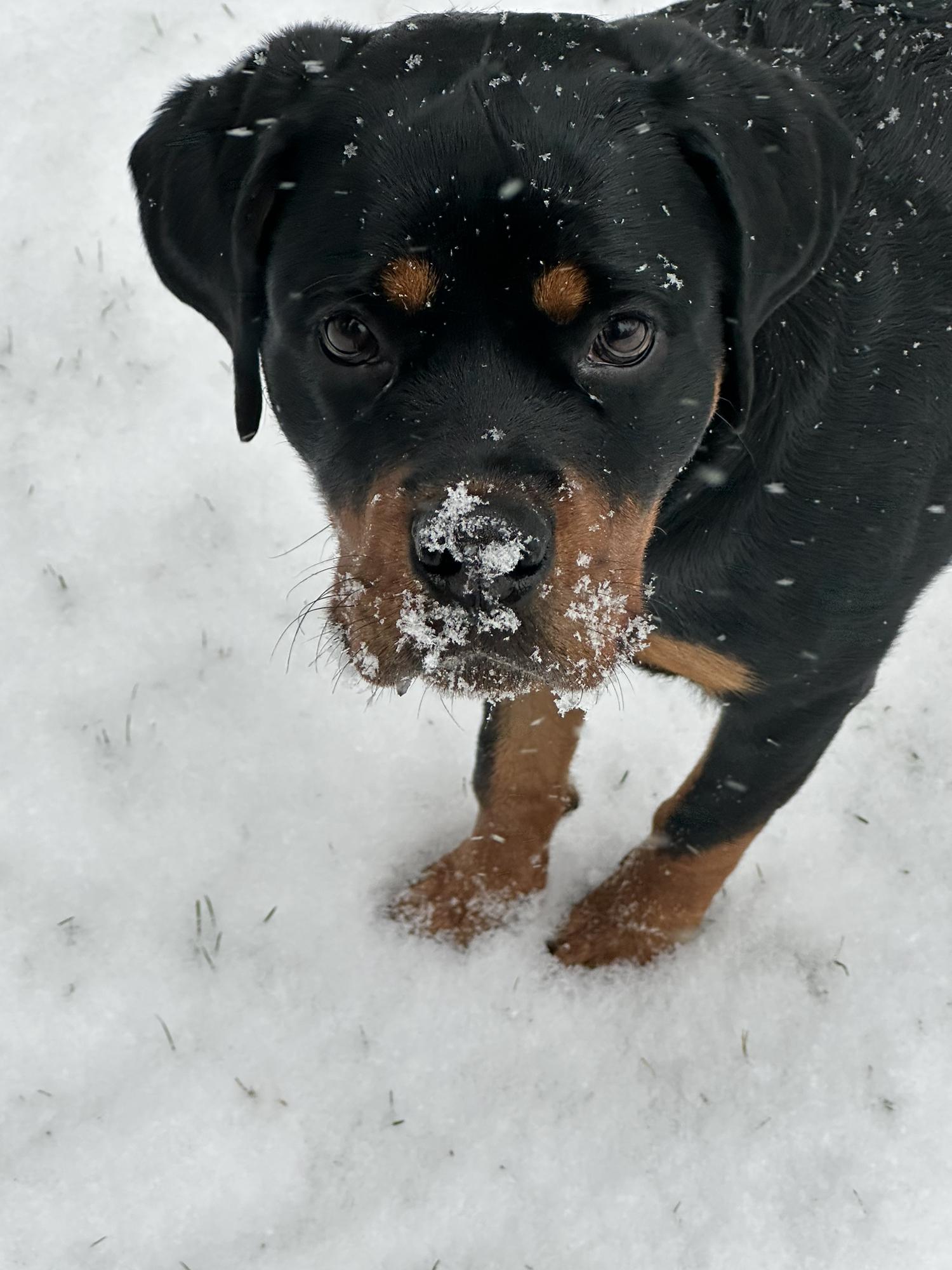 This is Blue - Our fur baby!