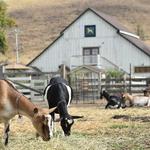 Harley Farms Goat Dairy