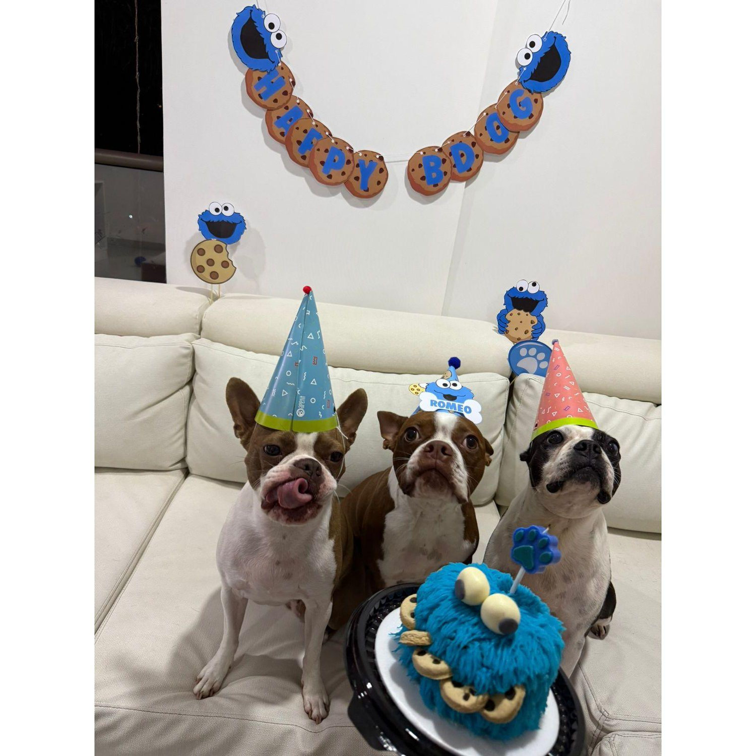 2025- Romeo cumplió 2 y obvio se armó la party con Roma y Rebecca 🐾🎂