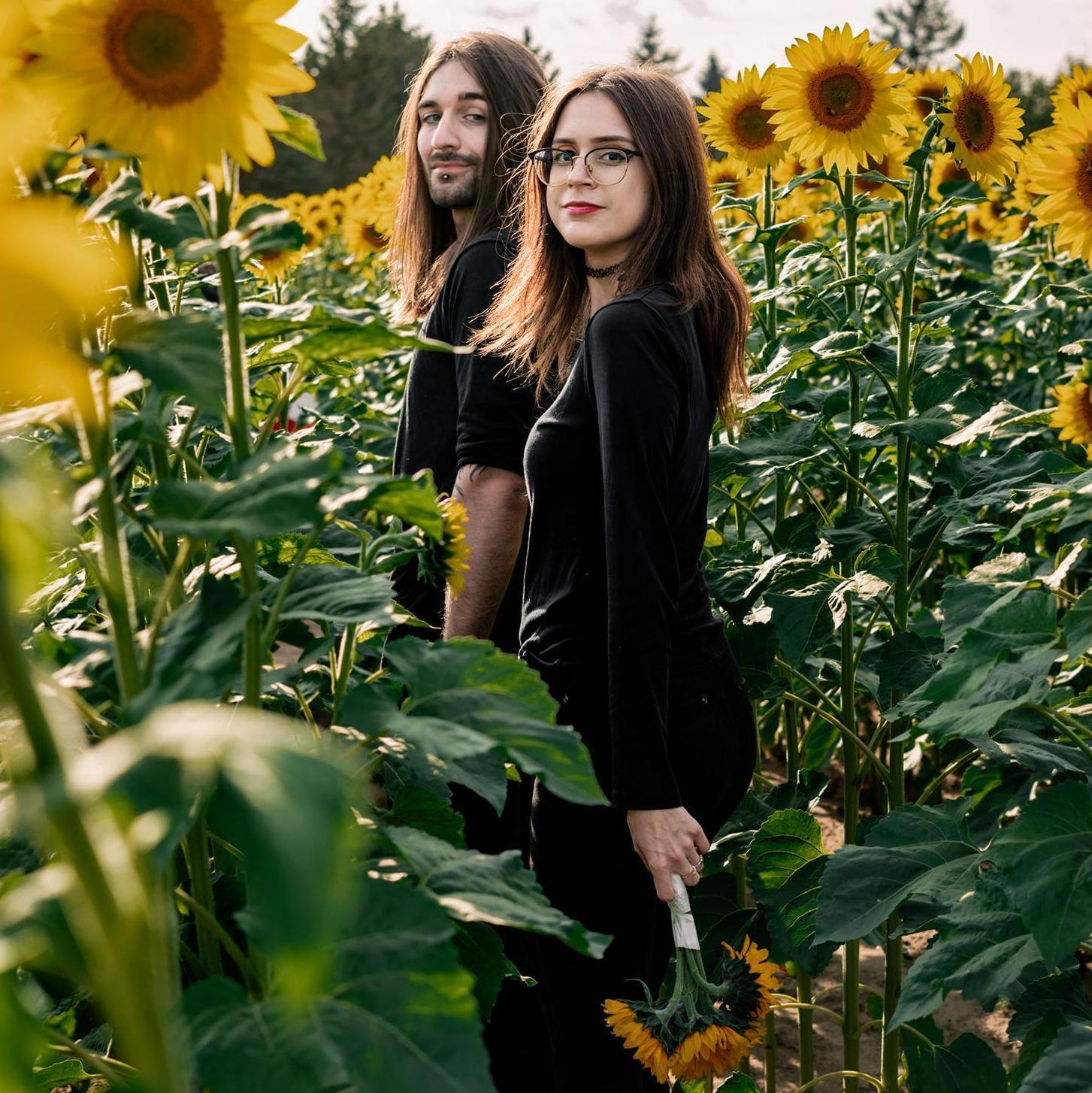 Sunflower fields in Andover, photograph by Indie Empressions