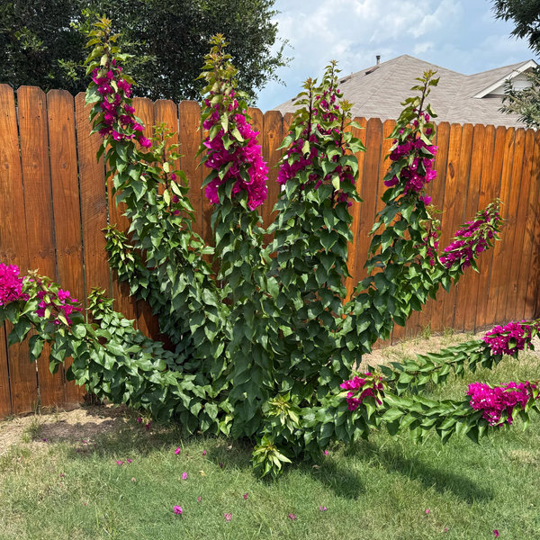 Plants for our garden