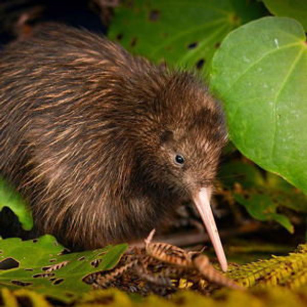 Help us spot a kiwi at a nature preserve