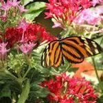 Butterfly and Nature Conservatory