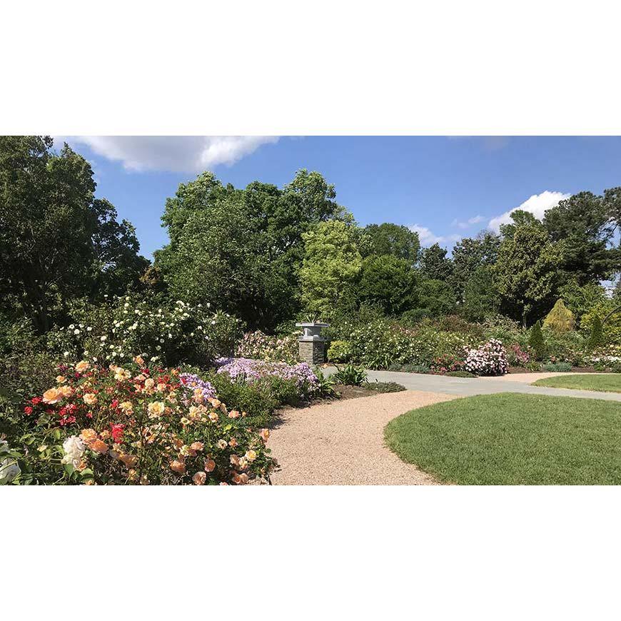 Another view of the Rose Garden.