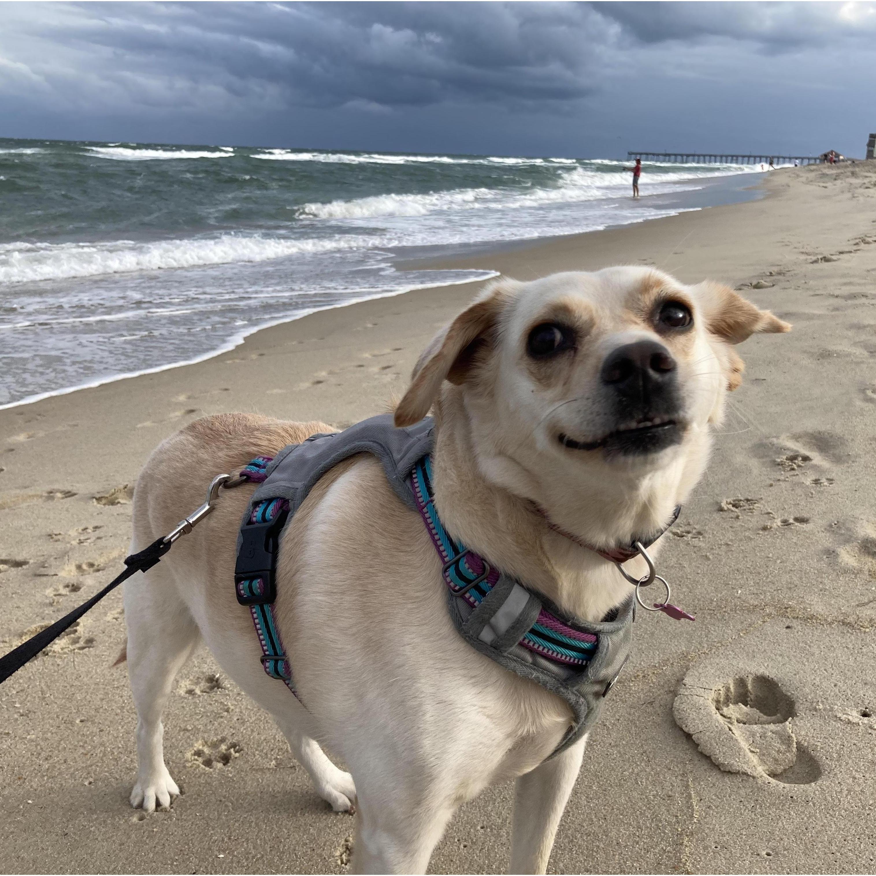 Nixie loves the wide open spaces, but she's terrified of the surf.