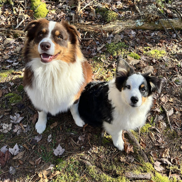Year's Supply Of Pet Treats