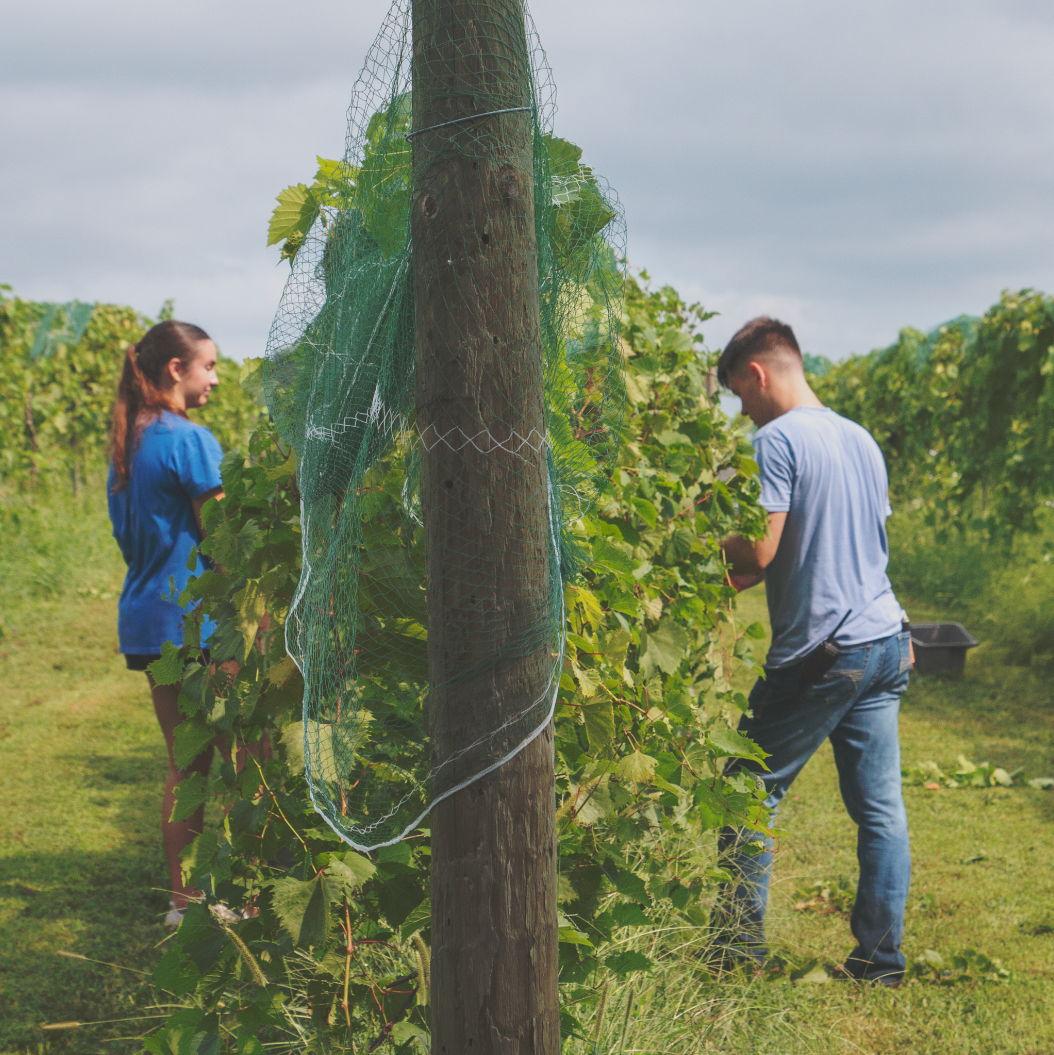 First grape harvest!