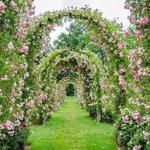 Elizabeth Park Rose Garden