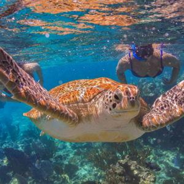 Swimming With Sea Turtles