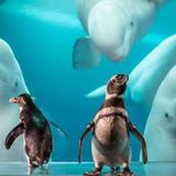 Shedd Aquarium