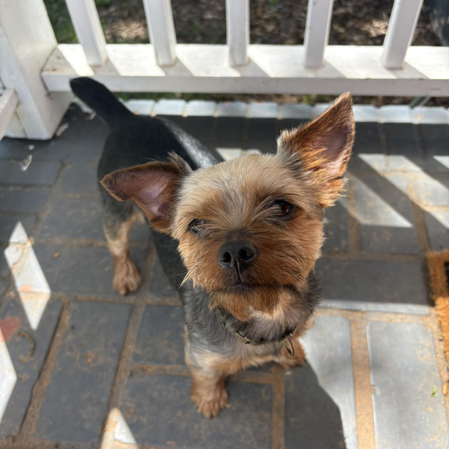 Madduxx - our oldest pup (4-years-old)