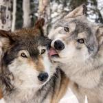 Colorado Wolf and Wildlife Center