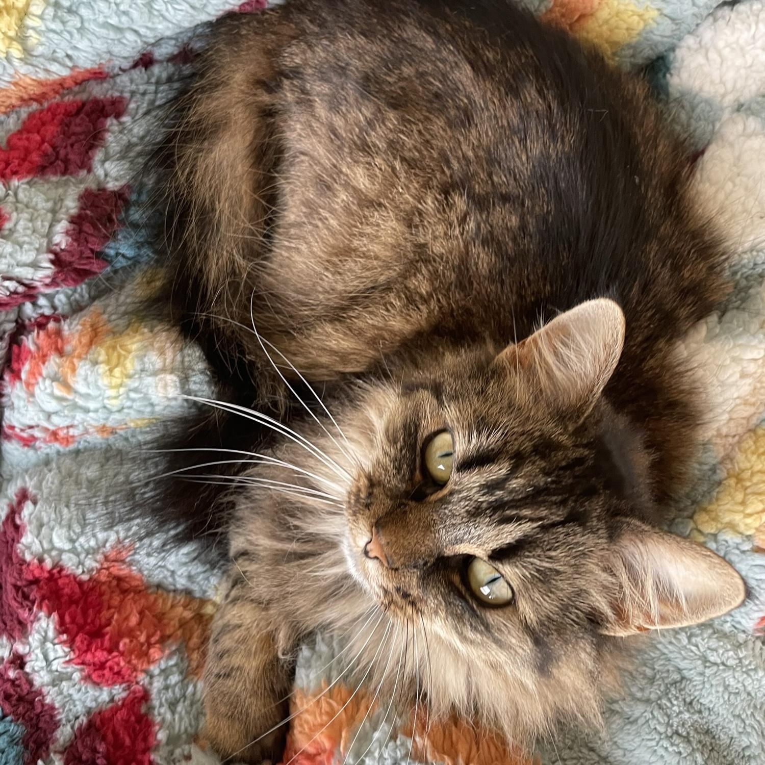 Nova