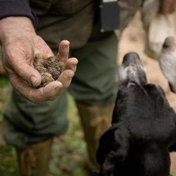 Truffle Hunting in Italy on our Honeymoon