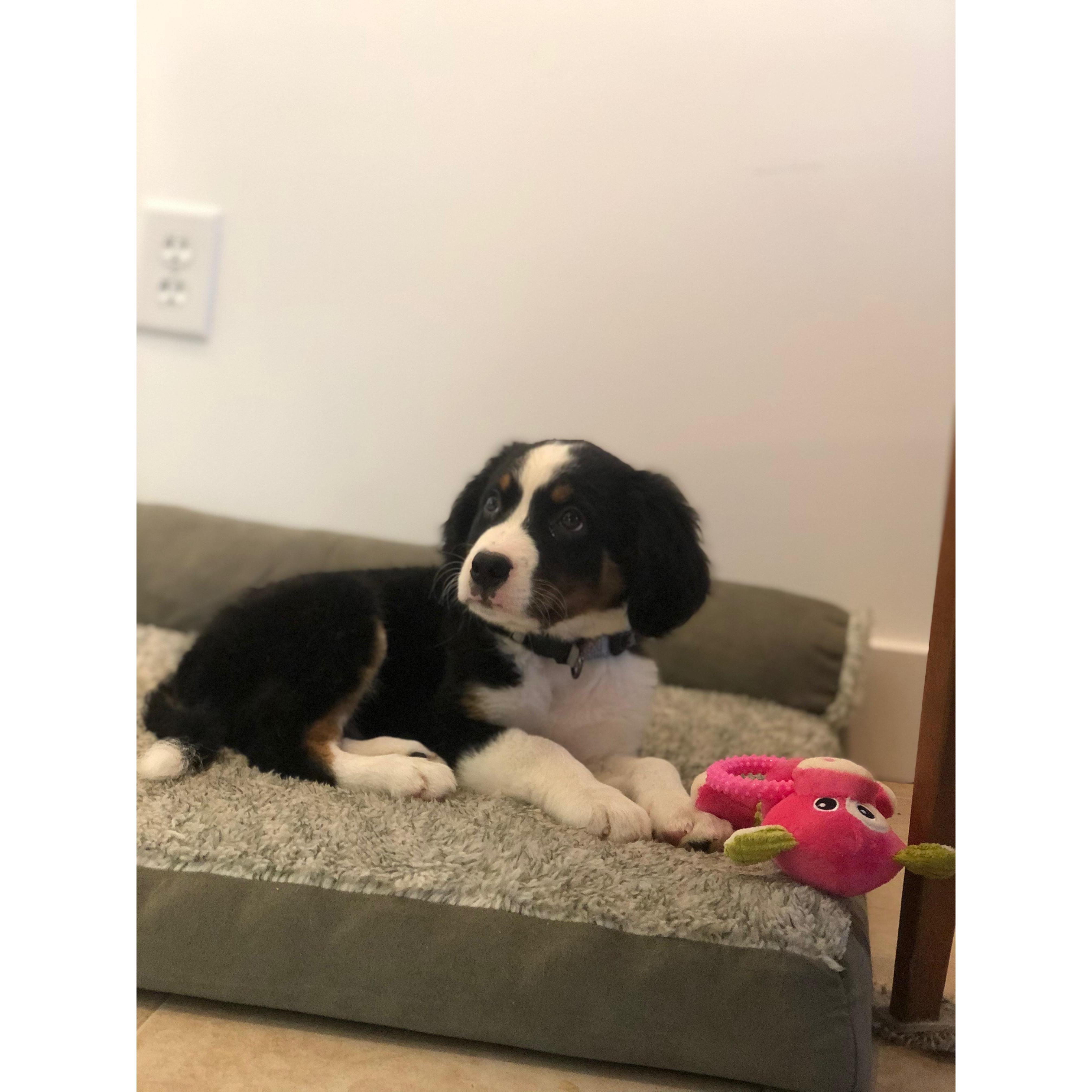 Gus arrives!