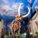 The Bishop Museum of Science and Nature