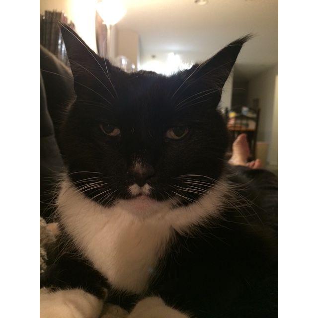 Our cat, who is unable to attend