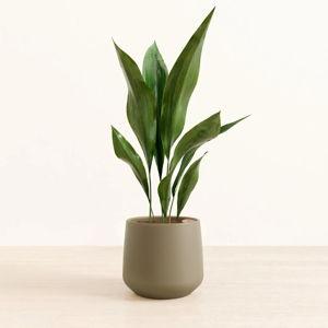 Cast Iron Plant