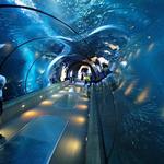 Shedd Aquarium
